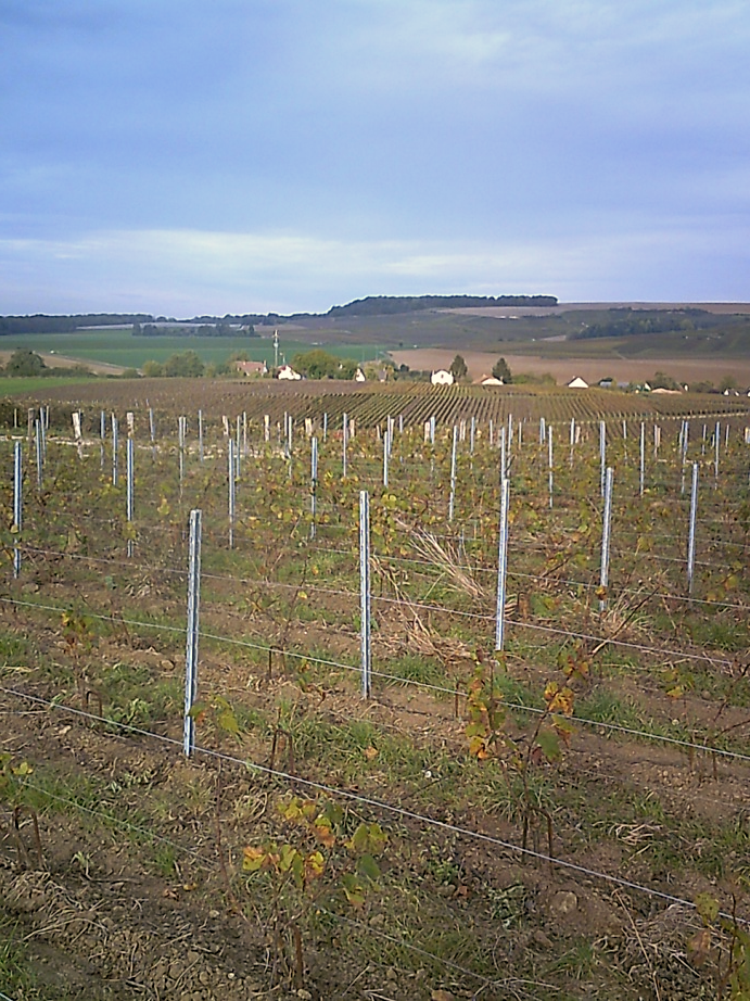 notre terroir, nos vignes, vendanges