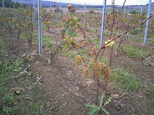 notre terroir, nos vignes, vendanges