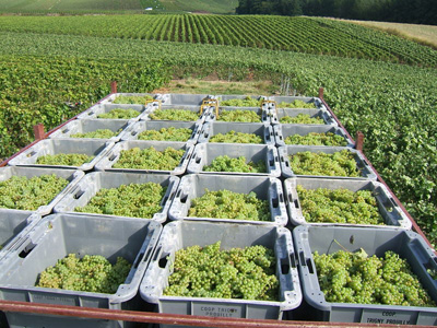 notre terroir, nos vignes, vendanges